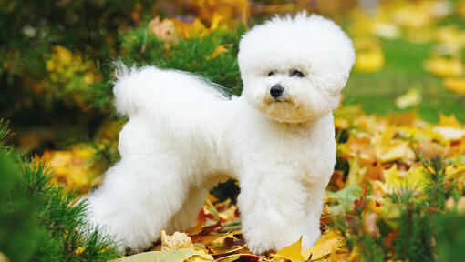 Bichon Frise nas folhas