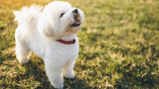 Bichon Frisé a olhar para cima