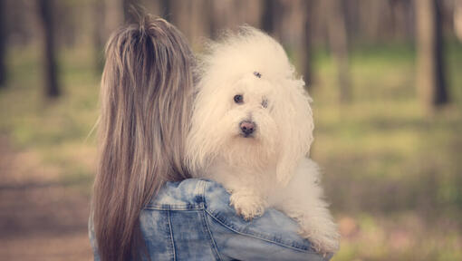 cão bichon bolonhês ao colo de dona