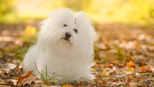 cão bichon bolonhês deitado nas folhas