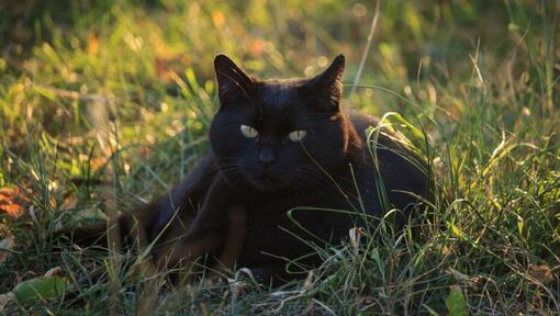 Gato de Bombaim deitado no campo de flores