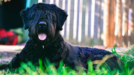 cão Bouvier da Flandres deitado no chão