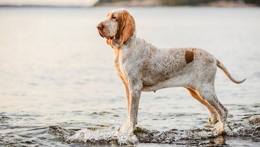 cão Braco Italiano na praia