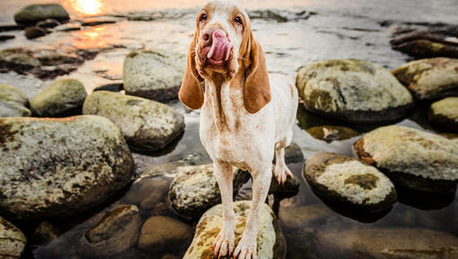 cão Braco Italiano em pé nas rochas