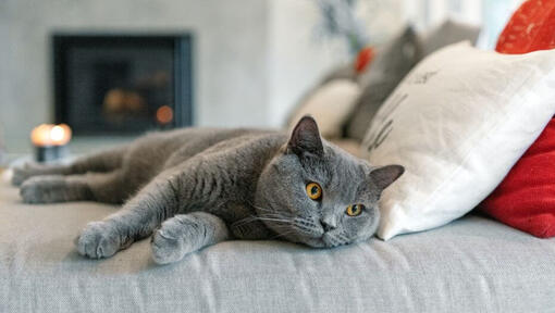 Gato British Shorthair a fazer uma uma soneca no sofá
