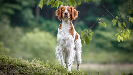 cão spaniel bretão a andar na floresta