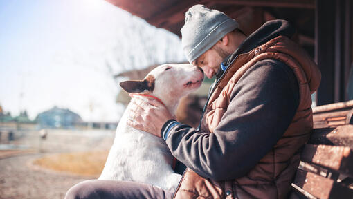 Bull terrier com o dono