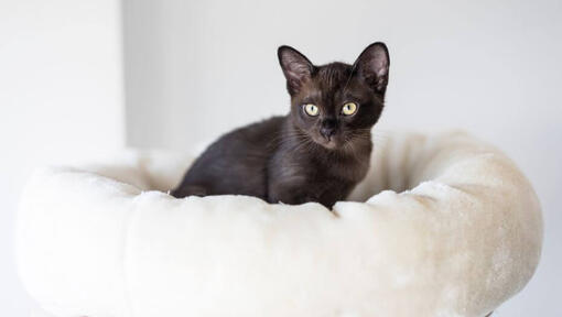 Gatinho birmanês  deitado num travesseiro