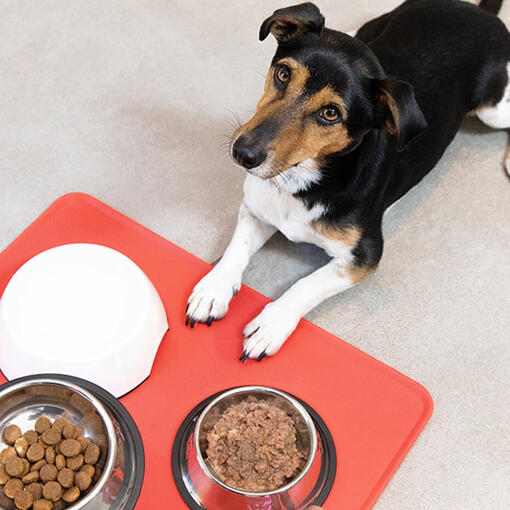 cão a olhar para comida