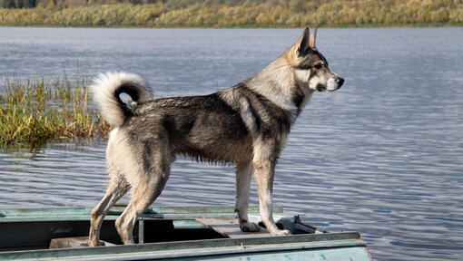 Cão esquimó canadense perto da água