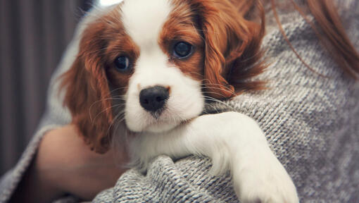 Cavalier King Charles Spaniel nas mãos do proprietário