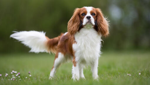 Cavalier King Charles Spaniel no campo