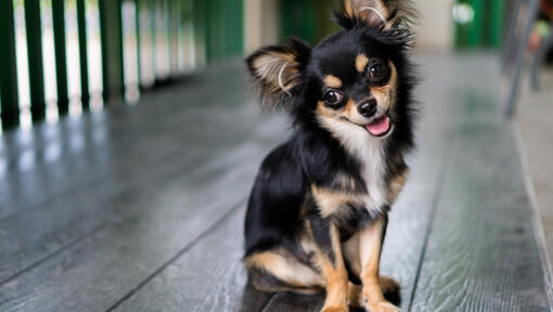 cão Chihuahua de pelo comprido sentado