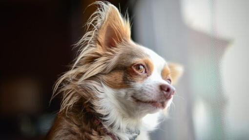 Chihuahua de pelagem longa castanho a assistir
