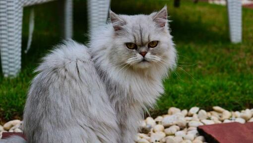 Gato chinchila com pêlo cinza a olhar para alguém