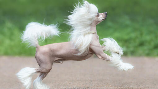 Cão de crista chinês a correr ao ar livre
