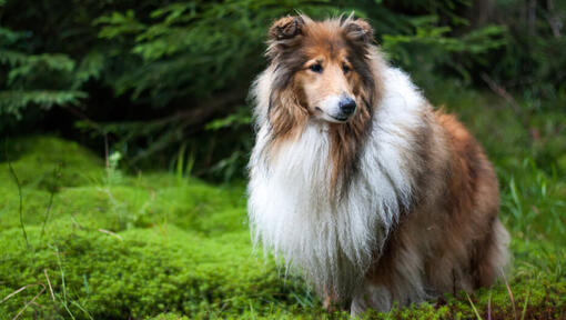 Collie em pé na floresta