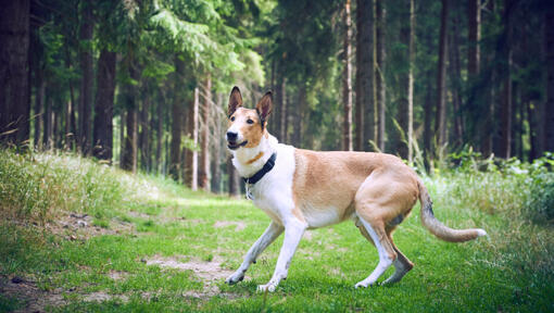 cão smooth collie na floresta