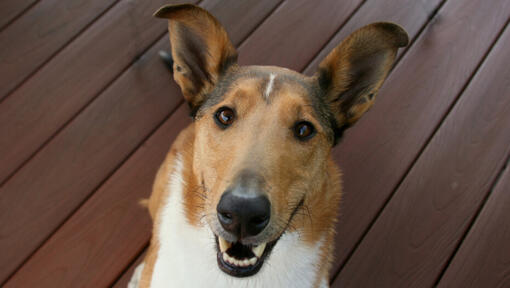 cão smooth collie deitado