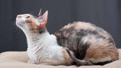 Gato Cornish Rex deitado no sofá