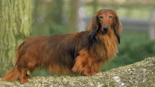 cão Dachshund pelo longo no parque