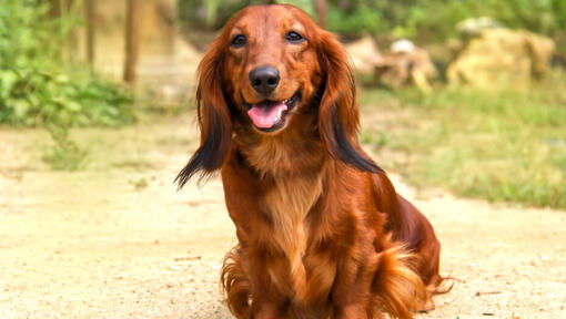 cão Dachshund pelo longo a sorrir