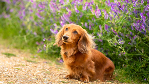 Dachshund de cabelos compridos em miniatura castanho sentado