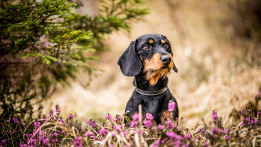 Dachshund de cabelo de arame miniatura sentado nas flores