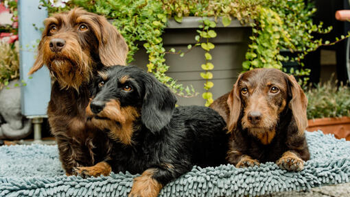 Três Dachshunds de pêlo de arame em miniatura deitados