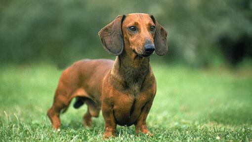 cão Dachshund pelo curto na relva