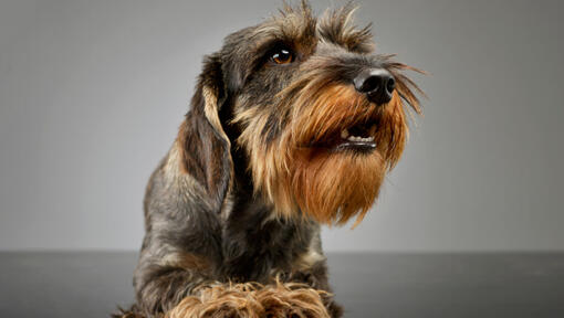 cão Teckel de pelo cerdoso deitado