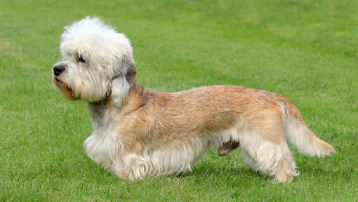 Dandie Dinmont Terrier em pé na relva