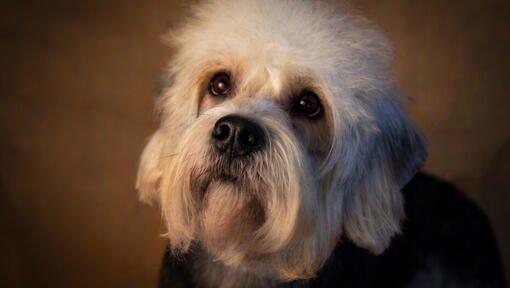 Dandie Dinmont Terrier em pé a assistir