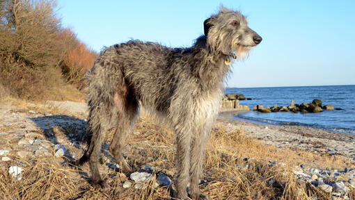 Deerhound cinza em pé na praia