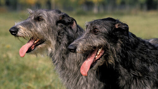 Dois deerhounds de cabelos pretos a sorrir.