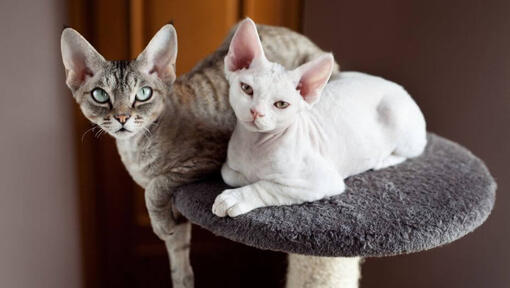 Dois gatos Devon Rex estão a tirar uma soneca juntos