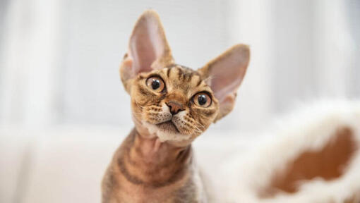 O gatinho Devon Rex a olhar para alguém