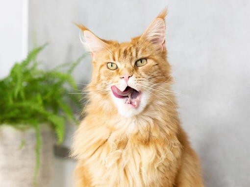 Gato laranja a lamber os lábios