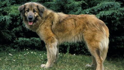 Cão da Serra da Estrela em pé na relva