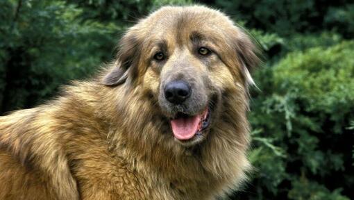 Cão da Serra da Estrela a assistir