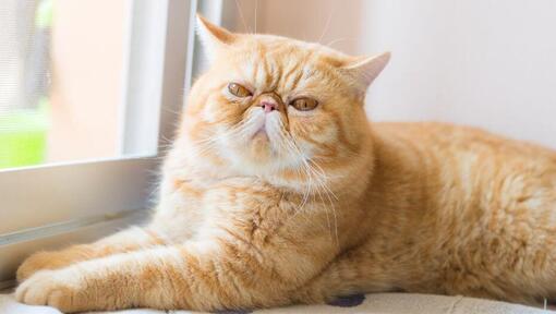 Exotic Shorthair deitado no parapeito da janela