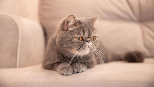 Exotic Shorthair deitado no sofá