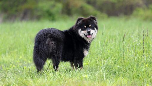 Lapphund finlandês em pé no campo