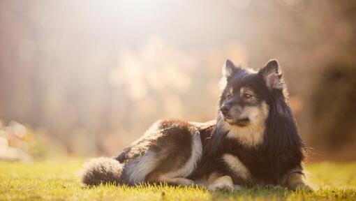 Lapphund finlandês deitado na relva