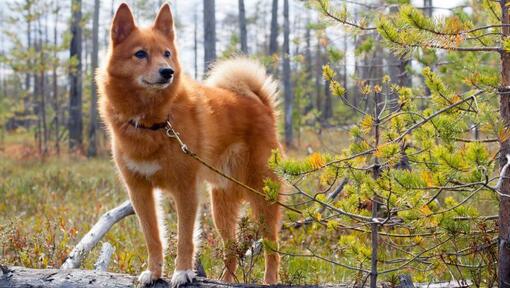 Spitz finlandês na floresta