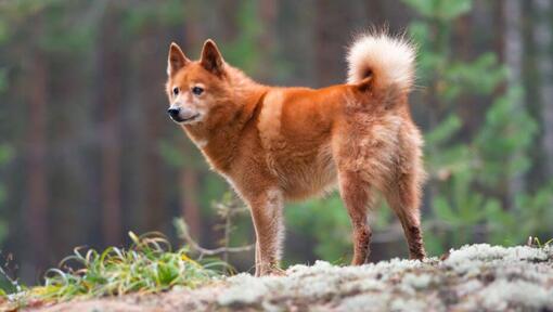 Spitz finlandês em pé na rocha