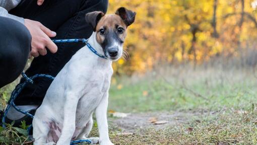 cão Fox Terrier de pelo liso com coleira azul