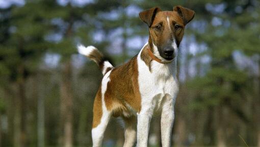 cão Fox Terrier de pelo liso na floresta