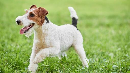 cão Fox Terrier de pelo duro a brincar na relva