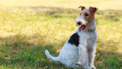 cão Fox Terrier de pelo duro sentado na relva